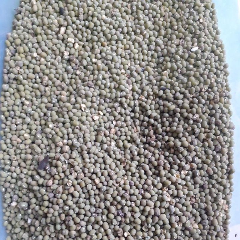 

[Harga Grosir] Kacang Hijau mentah