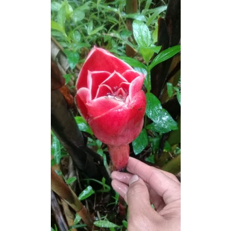 Bunga kecombrang merah segar