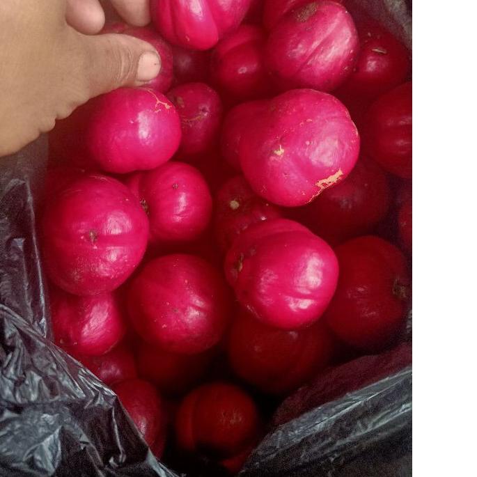 

EXCLUSIVE!Buah mahkota dewa atau PHALERIA MACROCARPA 500 gram segar pres|SQ1