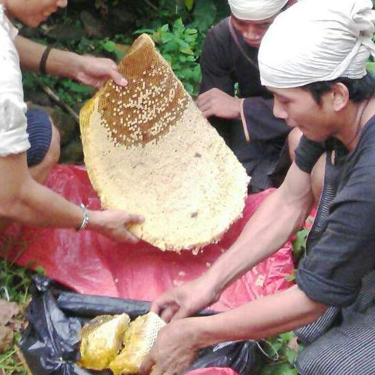 

FREE ONGKIR!Madu Baduy Murni Odeng 1.5kg Original, Uji Lab|KD7