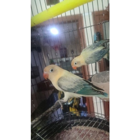 lovebird biola parblu ewing