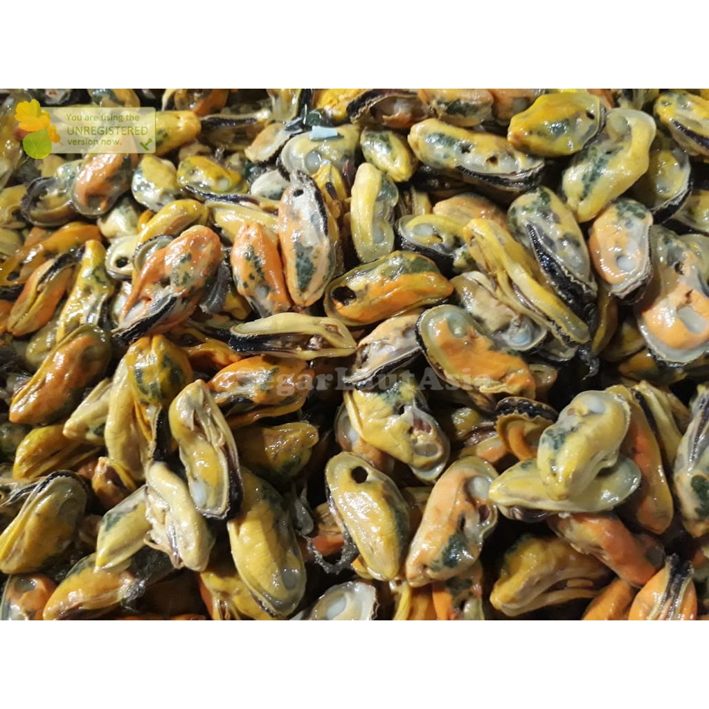 

Kerang Hijau Kupas Segar Daging Kerang Ijo Fresh 1Kg