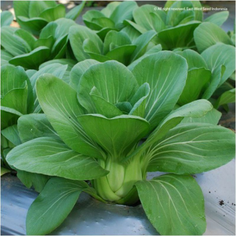 POKCOY HIDROPONIK SAWI SENDOK