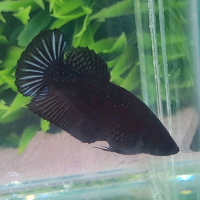 CUPANG GIANT BETINA/IKAN CUPANG GIANT SUPERBLACK