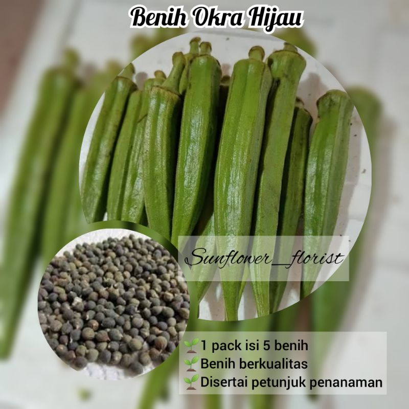 Benih Okra Hijau