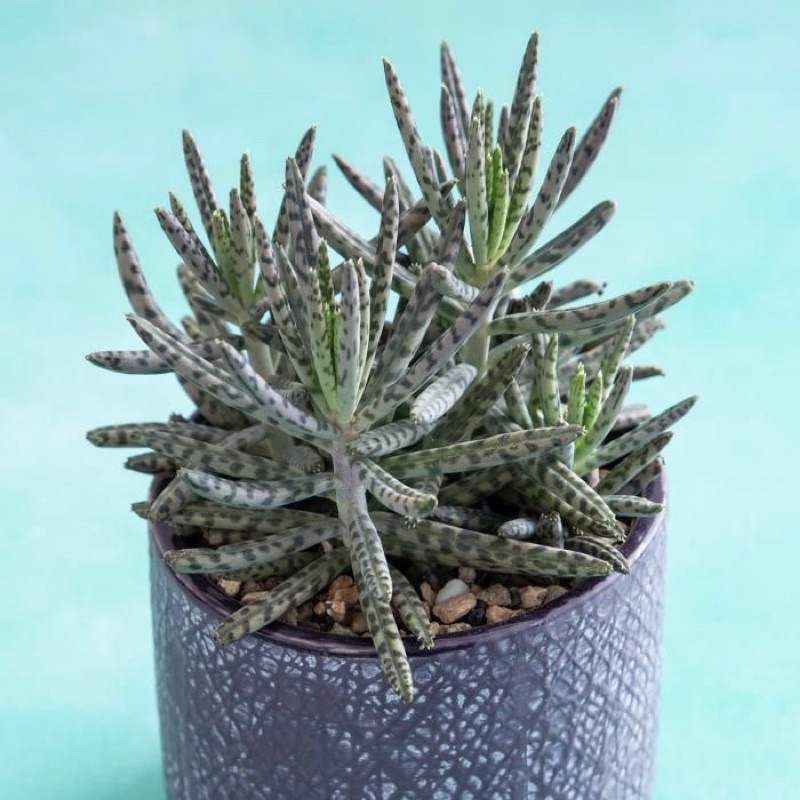 Sukulen Kalanchoe Delagonensis Tubiflora | Sukulen Lilin | Paketan Kaktus Sekulen Bebas Pilih Jenis 