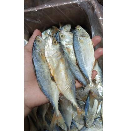 

Terlaku... ikan asin PEDA PUTIH kembung : 500gram best sleer