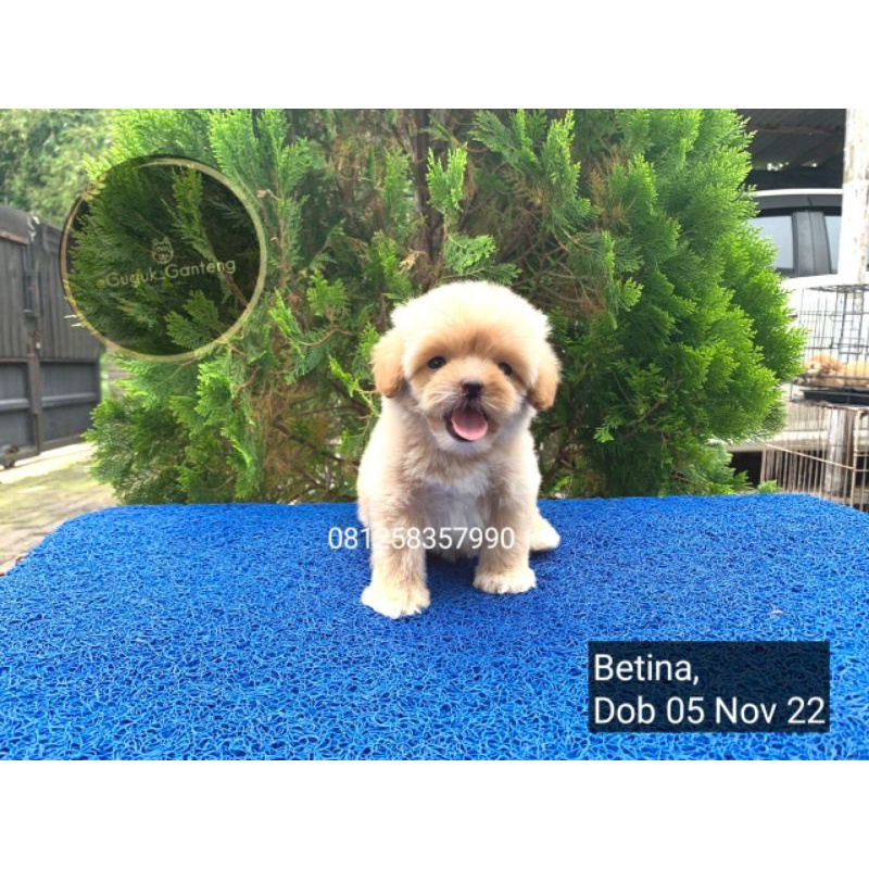 maltipo betina ( sold jember )