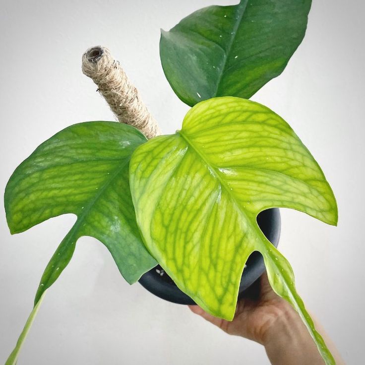 tanaman hias epipremnum skeleton key