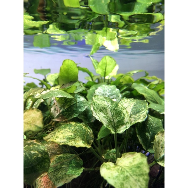 anubias panda clump isi4 bukan petit nana pinto golden