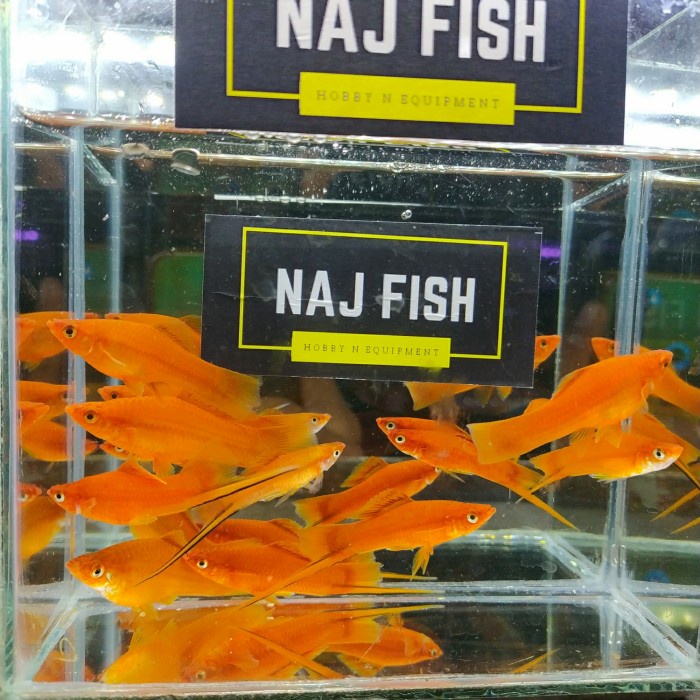 Ikan Hias Platy Pedang Cakep Penghias Aquarium Aquascape Gojek Only Ok