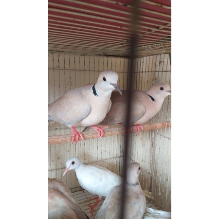 burung puter mm(albino)