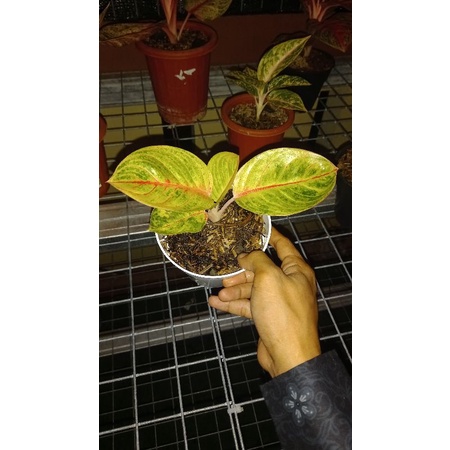 Tanaman hias aglaonema / aglonema goliath realpict