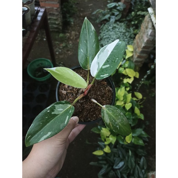 Philodendron White Princess