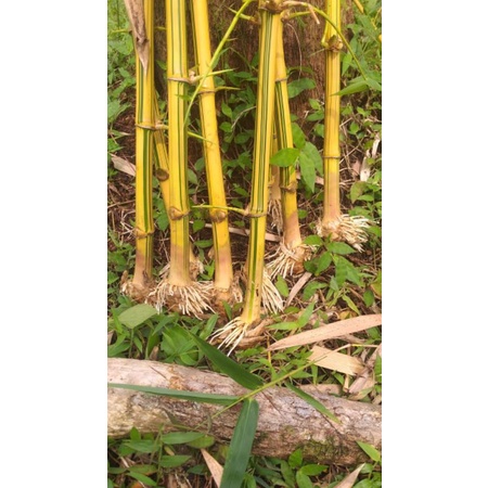 Bibit Bambu Kuning/Ampel