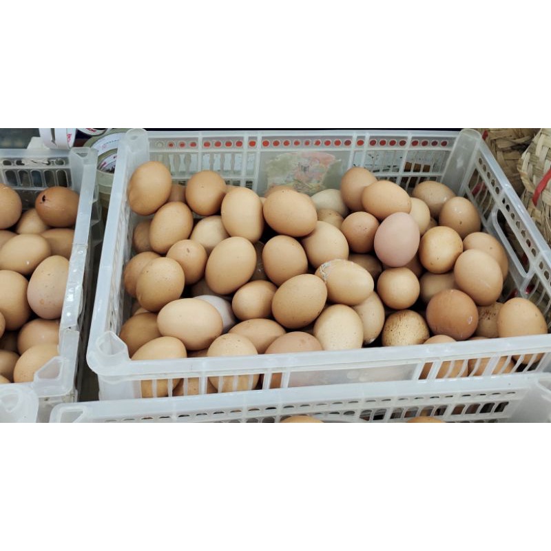 

Telor Segar