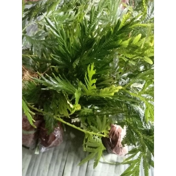 

daun cakar ayam segar
