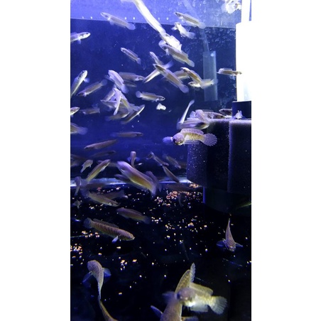 Baby limbata golden x golden . Size 3 5 cm