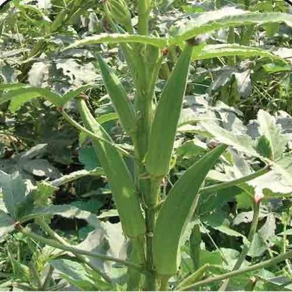 Benih Okra Hijau