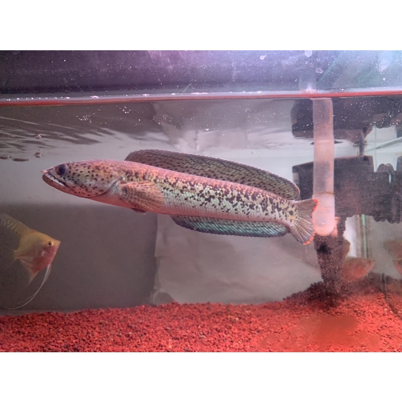 Channa Barca size 18-28cm