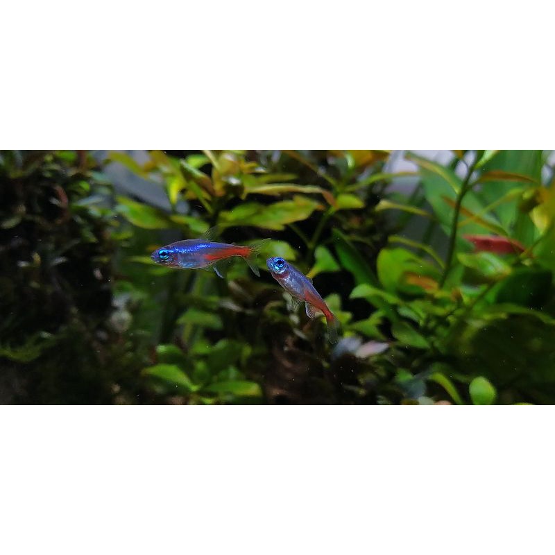 

✓ jual neon t3tra isi 10