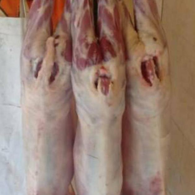 

[BAYAR DITEMPAT] Daging Kambing Muda Fresh & Tidak Bau