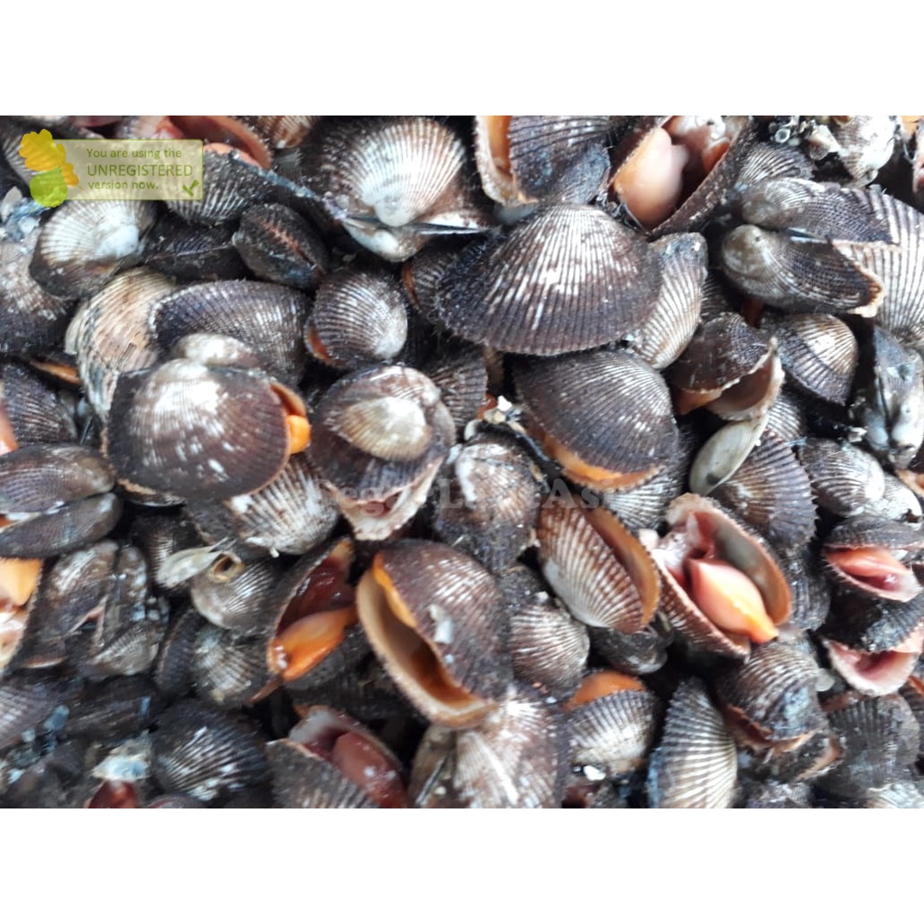 

Kerang Bulu Fresh / Kerang Bulu Kerang Segar Hasil Laut Segar