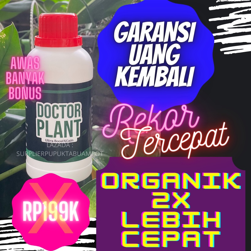 Pupuk Buah Naga,Pupuk Buah Naga Agar Berbuah Lebat,Pupuk Buah Naga Biar Cepat Berbuah