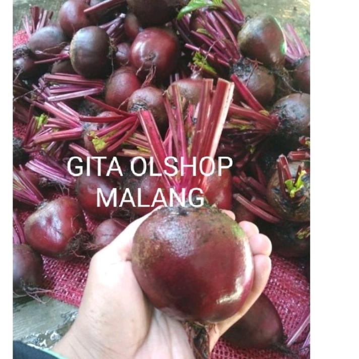 

PENJUALAN TERBANYAK BUAH BIT SEGAR 1KG BEETROOT FRESH DARI KEBUN / bit merah ♫ 857
