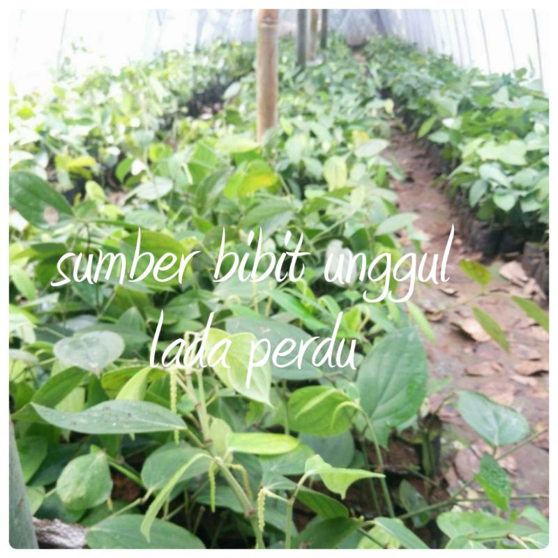 bibit lada perdu super unggul
