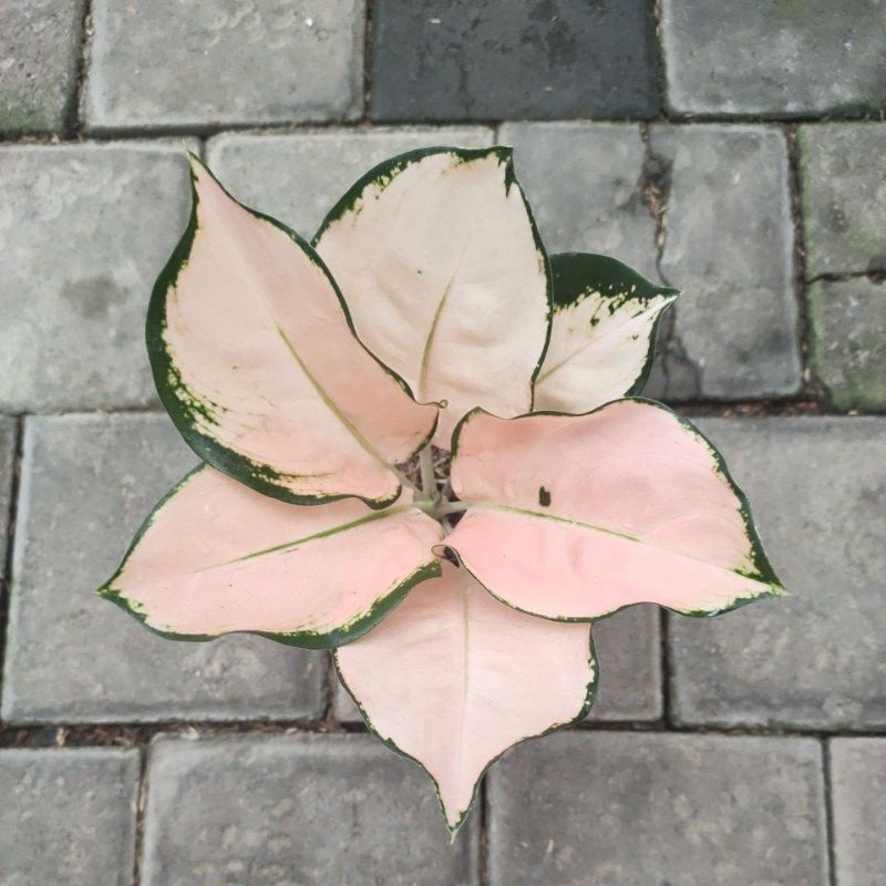 aglonema kochin sutra dewasa