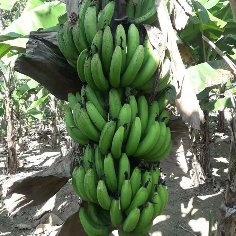 Pupuk Organik Pelebat Buah Dan Booster Pisang Cepat Berbuah Lebat