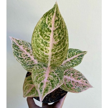 Aglonema Mutiara Siam/Terima Pesanan COD atau Bayar ditempat/Tanaman Hias Murah Meriah/Tanaman Viral