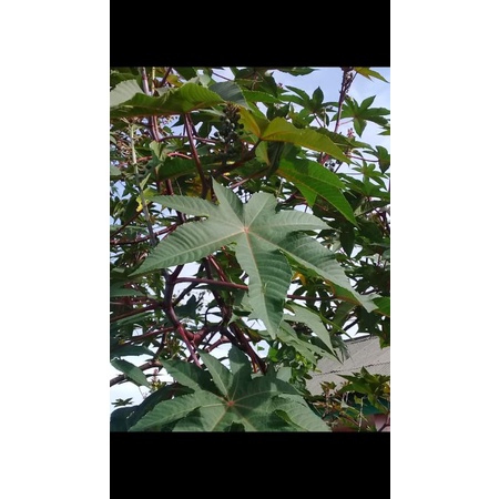 

Tangkai dan daun jarak merah segar 500 gram