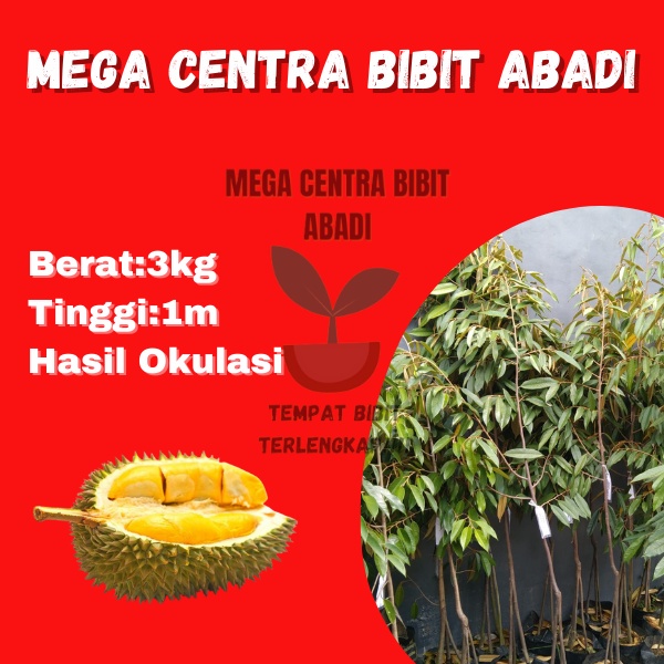 Grosir Distributor bibit durian bersertifikat.Bibit pohon durian merah, bibit pohon durian mini, bib