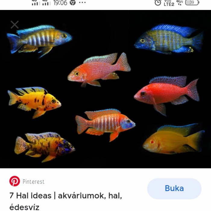 

Widyatmogrosir - Paket Cichlid Mix