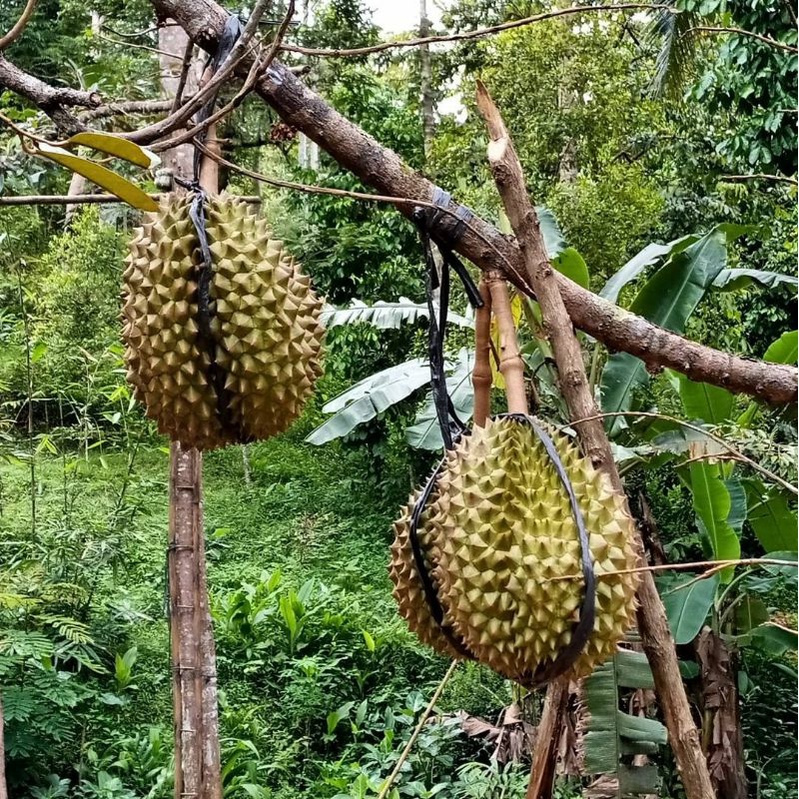 Pupuk Organik Pelebat Buah Dan Booster Durian Cepat Berbuah Lebat