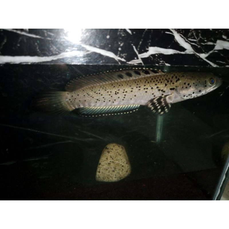 

IKAN CHANA PROGRES ORCA 7-8 CM