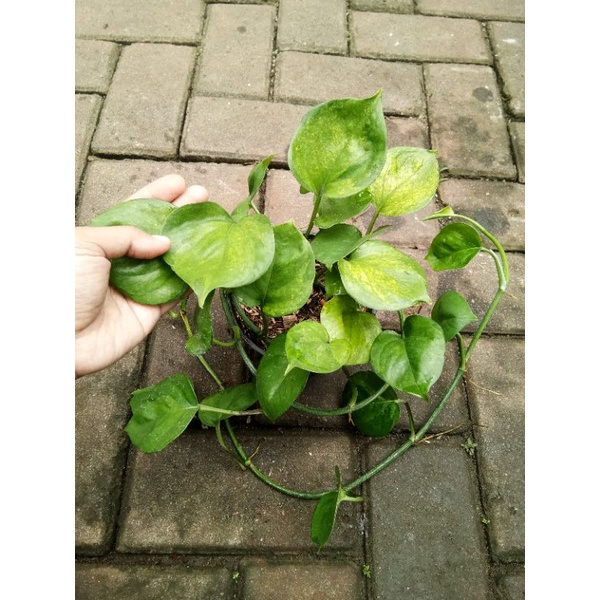 Manjula Mint / Njoy yellow