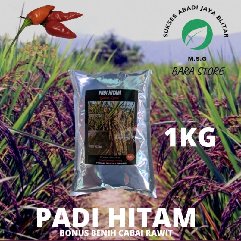 Benih Padi Hitam Jaliteng / Beras Hitam 1 Kg
