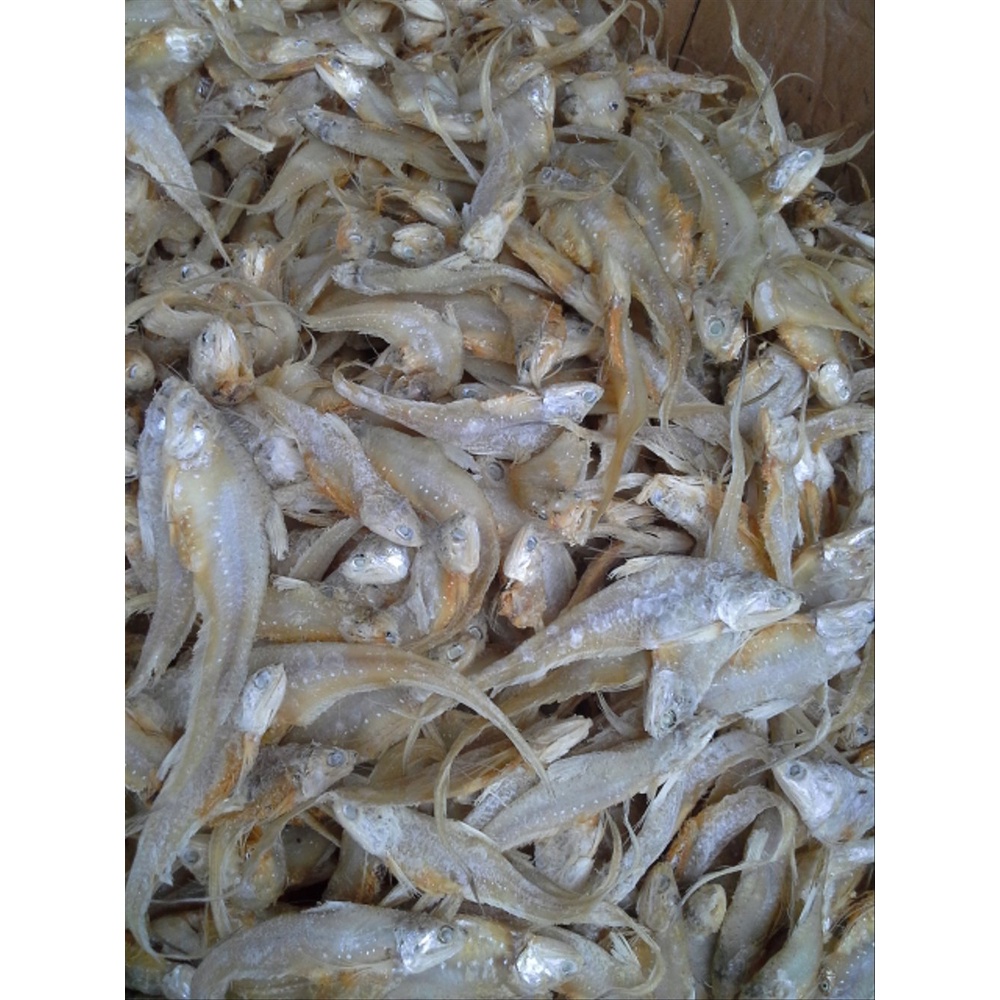 

IKAN ASIN BULU AYAM