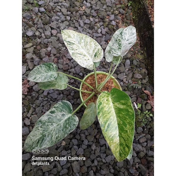 Philodendron giganteum variegata