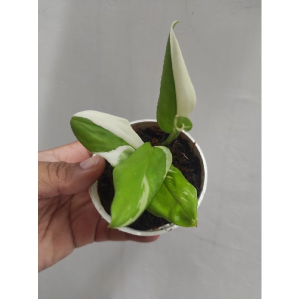 Scindapsus Treubii Varigata