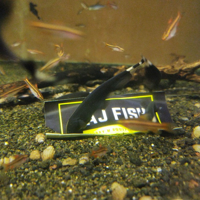 Ikan Black Ghost Penghias Aquarium Aquascape Gojek Only