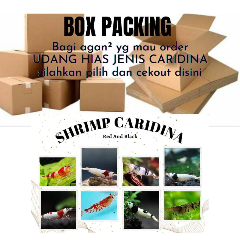 

Box Packing Untuk Udang Hias Caridina