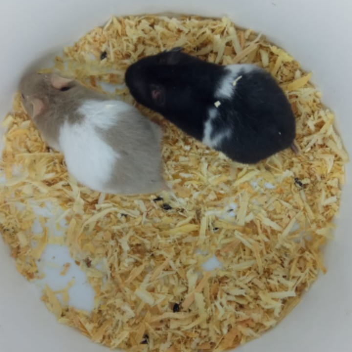 SYRIAN SHORT HAIR HAMSTER SEHAT BERKUALITAS