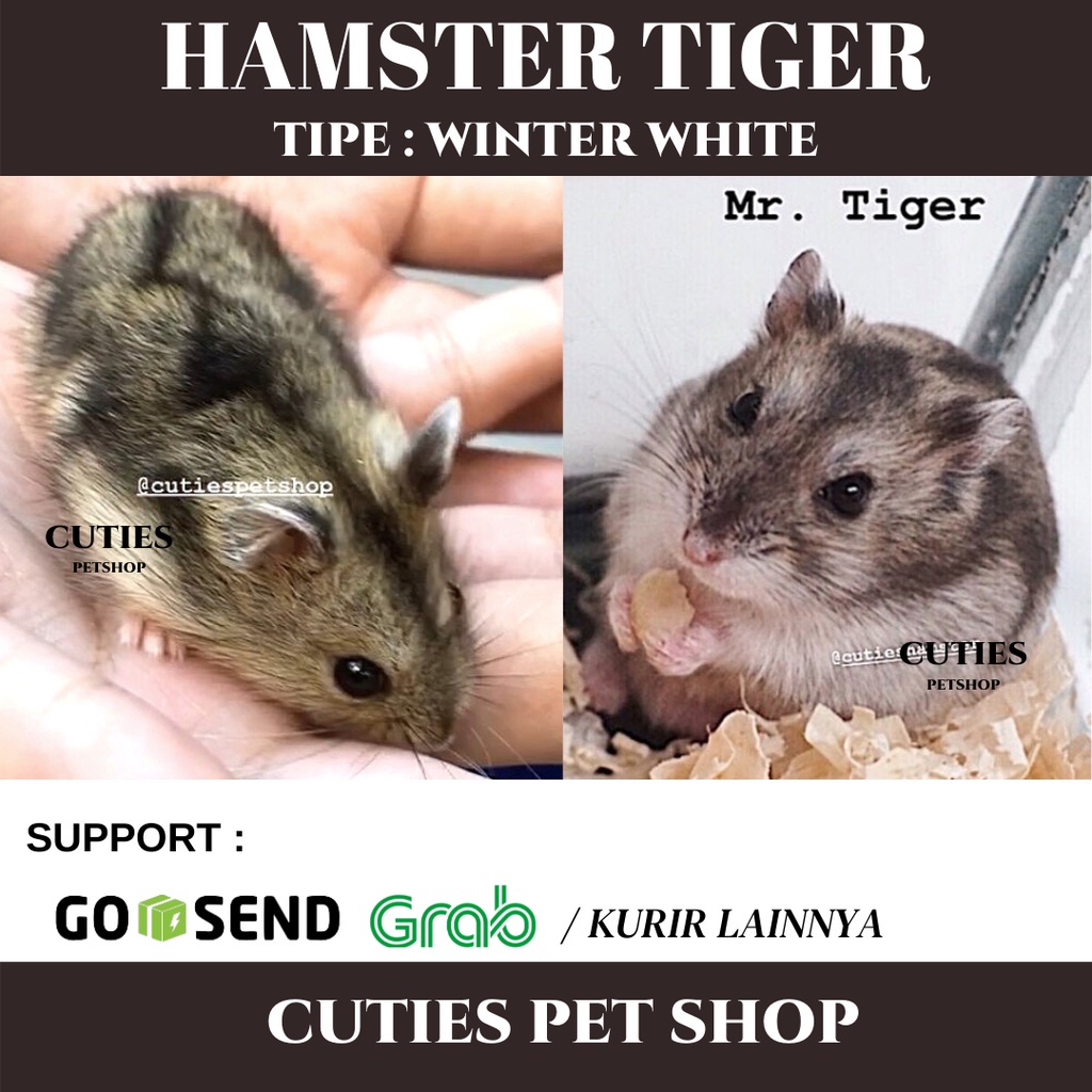 HAMSTER WINTER WHITE WW BLUE ARGENTE / SAPHIRE / TIGER