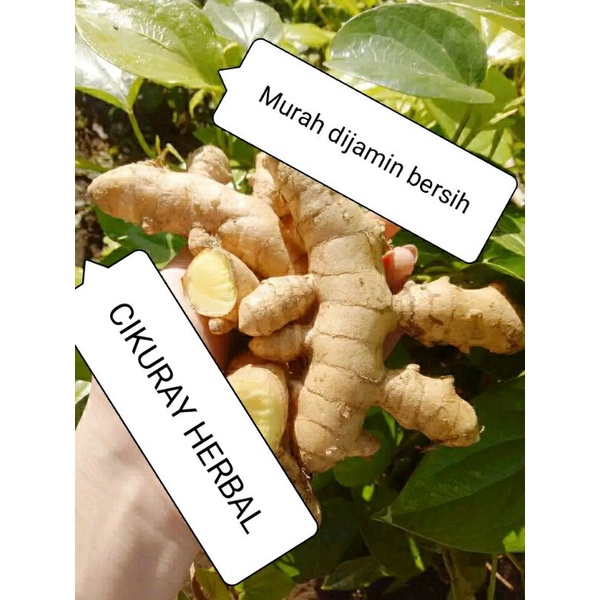 

Kunyit putih/temu putih segar 1kg