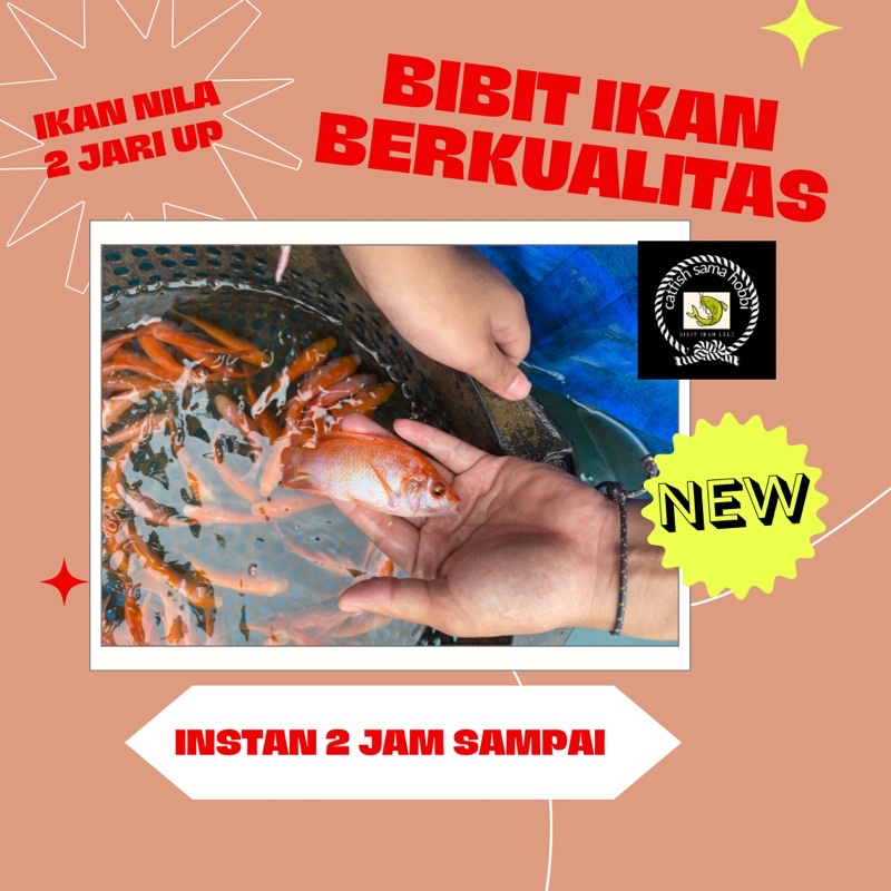 bibit ikan nila bangkok