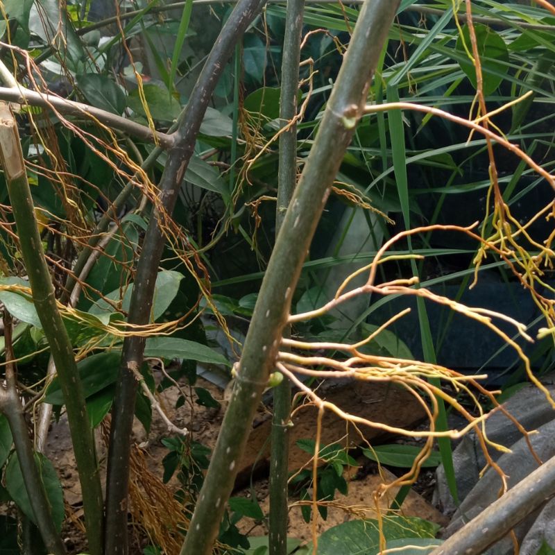 Bibit Cincau Hijau Cincau Perdu Stek Batang